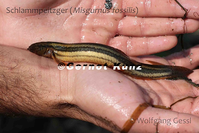 Misgurnus fossilis Schlammpeitzger 1v - Misgurnus_fossilis__Schlammpeitzger_1v.jpg Misgurnus_fossilis__Schlammpeitzger_1v.jpg