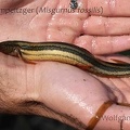 Misgurnus fossilis  Schlammpeitzger 1v