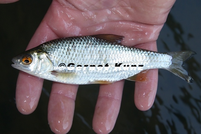 Rutilus_rutilus__Rotauge_9_2.jpg