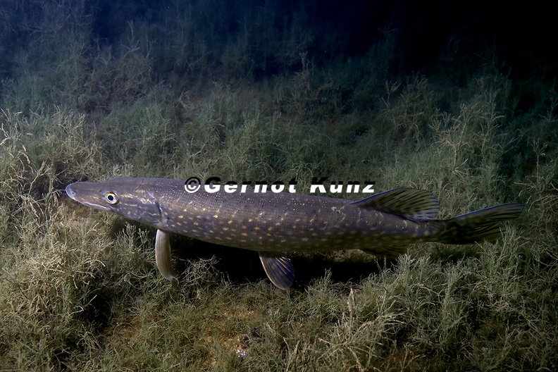 Esox_lucius__Hecht_7_1.jpg