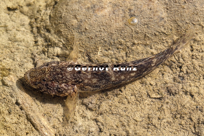 Neogobius kessleri Kesslergrundel 1 2v - Neogobius_kessleri__Kesslergrundel_1_2v.jpg Neogobius_kessleri__Kesslergrundel_1_2v.jpg