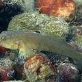 Neogobius melanostomus  Schwarzmundgrundel 1 2v