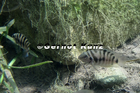 Archocentrus nigrofasciatus  Zebrabuntbarsch 1 1v