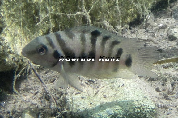 Archocentrus nigrofasciatus  Zebrabuntbarsch 1 2