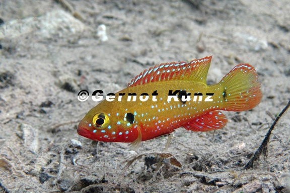 Hemichromis letourneauxi  African Jewelfish  Juwelen-Buntbarsch M1 2v