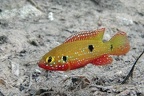 Hemichromis letourneauxi  African Jewelfish  Juwelen-Buntbarsch M1 2v