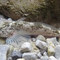 Cottus gobio  Koppe 1 1v