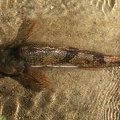 Cottus gobio  Koppe 5 2