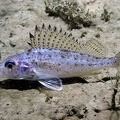 Gymnocephalus cernua  Kaulbarsch 5 2