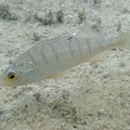 Perca fluviatilis  Flussbarsch 1 2