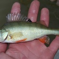 Perca fluviatilis  Flussbarsch 4 2