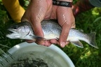 Salvelinus umbla  Seesaibling 4 2