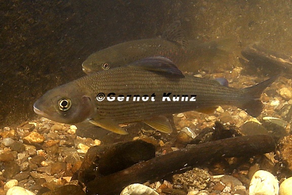 Thymallus thymallus    sche 2 2