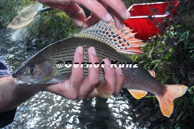 Thymallus thymallus   sche 3 2