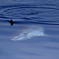 Mola mola  Mondfisch 1 3