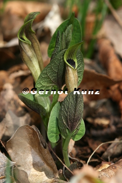 Aristolochia pallida  Bleiche Osterluzei 2 2