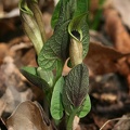 Aristolochia pallida  Bleiche Osterluzei 2 2