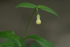 Boraginaceae