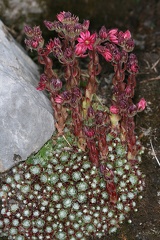 Sempervivum arachnoideum   Spinnweb-Hauswurz 3 2v