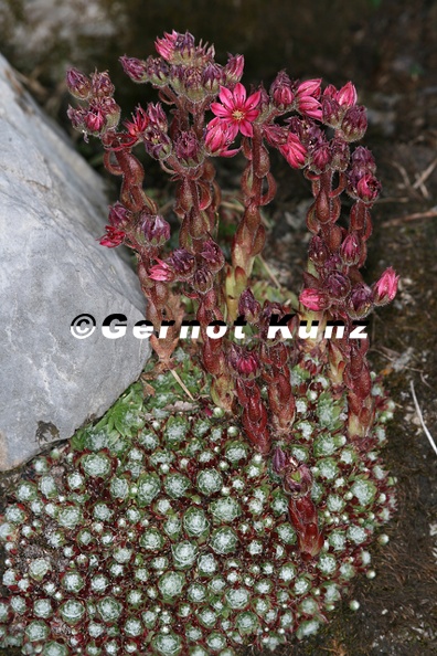 Sempervivum arachnoideum   Spinnweb-Hauswurz 3 2v