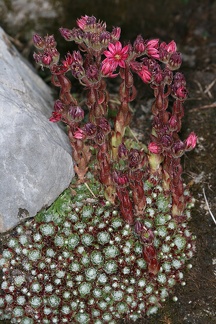 Sempervivum arachnoideum   Spinnweb-Hauswurz 3 2v
