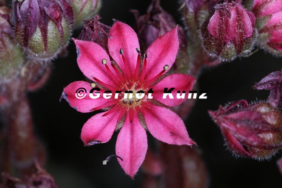 Sempervivum arachnoideum   Spinnweb-Hauswurz 7 2v
