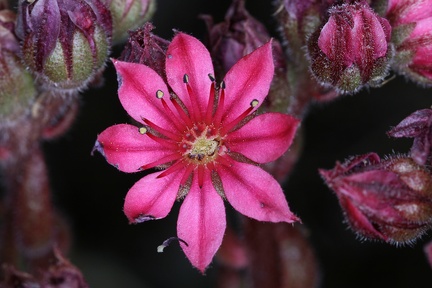 Sempervivum arachnoideum   Spinnweb-Hauswurz 7 2v