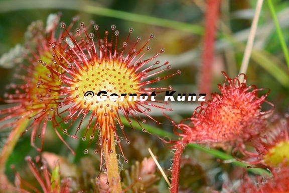 Drosera rotundifolia  Rundbl  ttriger Sonnentau 7 1