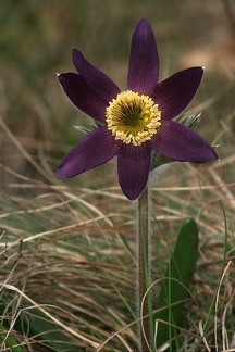 Pulsatilla vulgaris  Gew  hnliche K  chenschelle 2 2