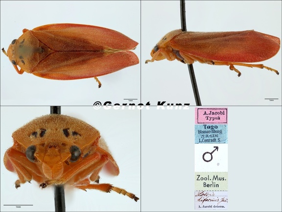 Locris biformis Jacobi  1921