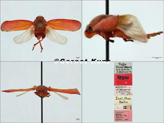 Locris biformis Jacobi  1921  male holotype 