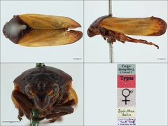 Locris biformis  Jacobi  1921  female paratype v