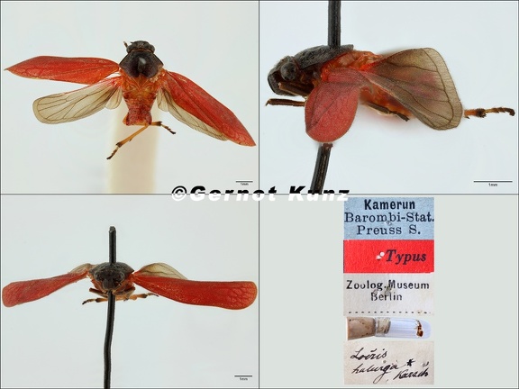 Locris halurga Karsch  1894