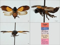 Locris ochroptera Jacobi  1904