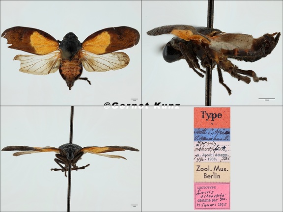 Locris ochroptera Jacobi  1904