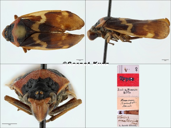 Locris ornatissima Jacobi  1921
