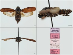 Locris subvinacea Jacobi  1921