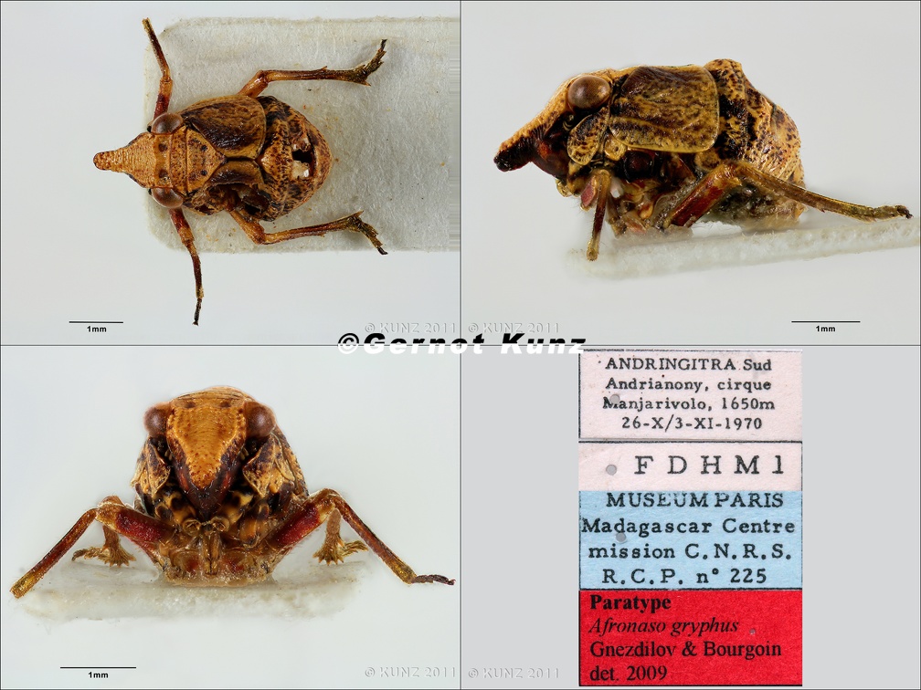 Type Alfronaso gryphus Gnezdilov  amp  Bourgoin 2009 female small