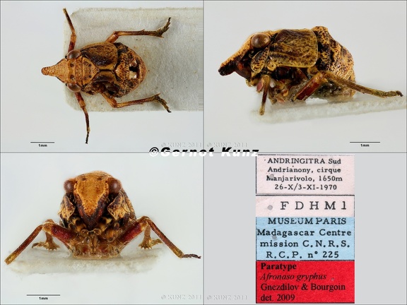 Type Alfronaso gryphus Gnezdilov  amp  Bourgoin 2009 female small