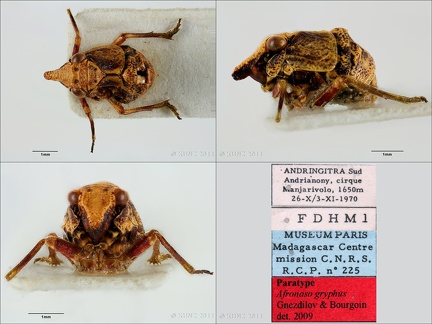 Type Alfronaso gryphus Gnezdilov  amp  Bourgoin 2009 female small
