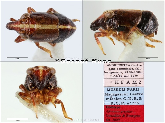 Type Alfronaso gryphus Gnezdilov  amp  Bourgoin 2009 male small
