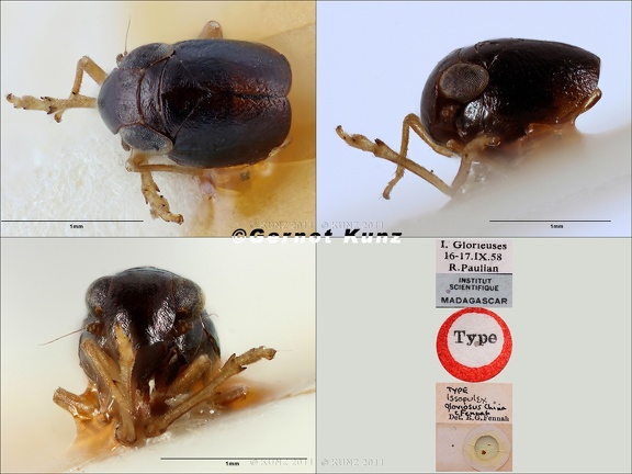 Type Issopulex gloriosus China  amp  Fennah 1960 male small