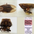 Type Ommatidiotus dashdorzhi Dlabola 1967 female small