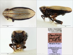 Type Ommatidiotus dashdorzhi Dlabola 1967 male small