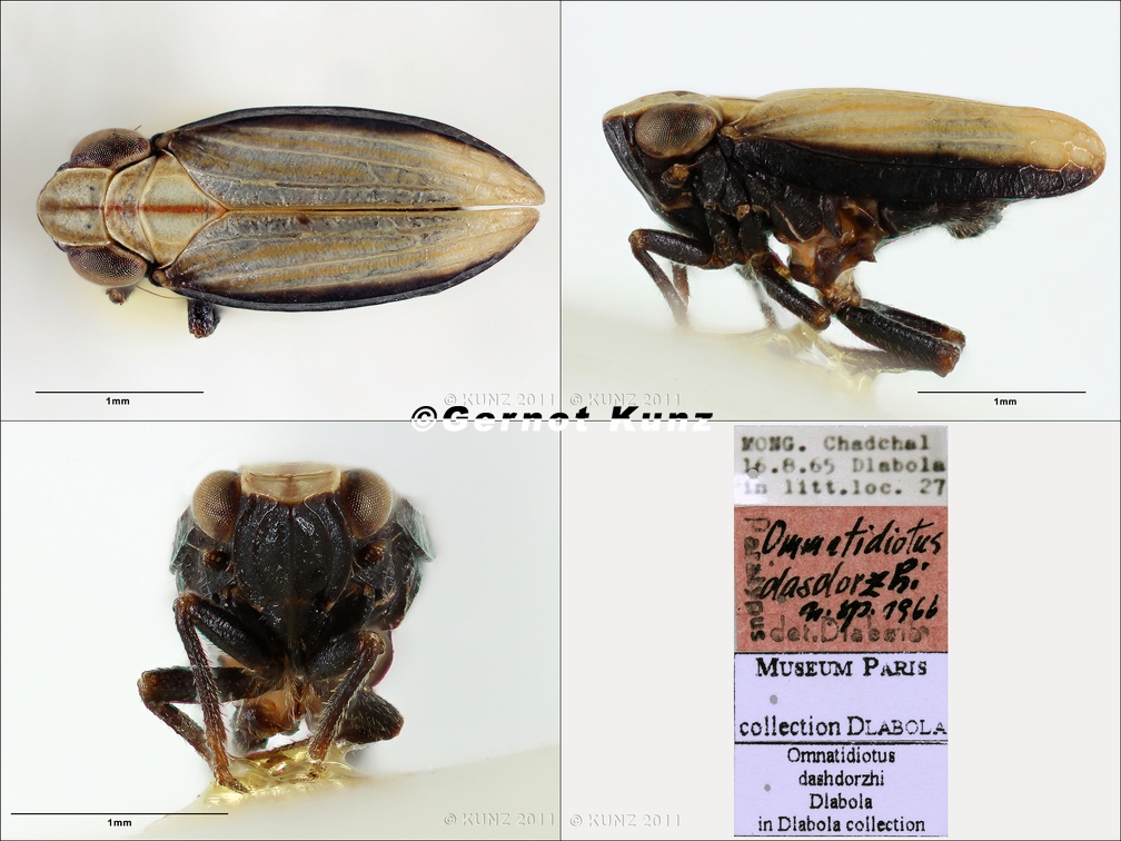 Type Ommatidiotus dashdorzhi Dlabola 1967 male small
