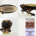 Type Ommatidiotus dashdorzhi Dlabola 1967 male small