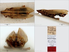 Type Ommatidiotus longiceps Puton 1896 small