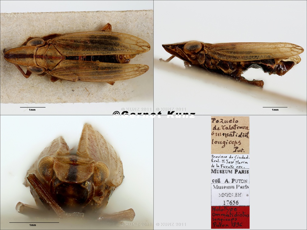 Type Ommatidiotus longiceps Puton 1896 small