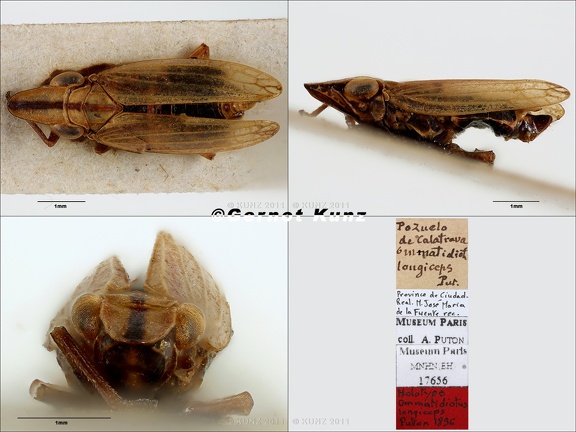 Type Ommatidiotus longiceps Puton 1896 small