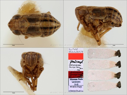 Type Ordalonema faciepilosa Dlabola 1980 male small